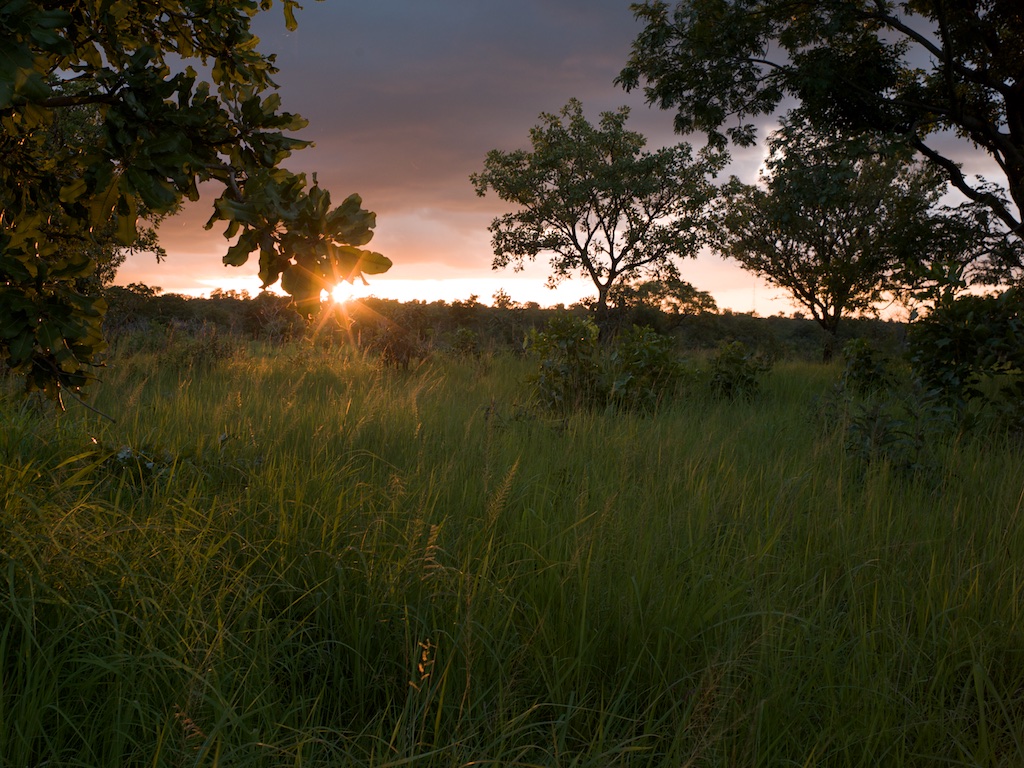 Arbres de Karité dans la savane au coucher du soleil.